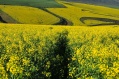fields