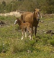 wild horses
