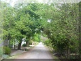 street scene